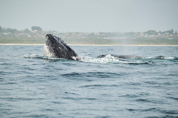 Fototapeta premium Whale head lunging and feeding with talk and peck fins up teaching calf how to feed and mouth open