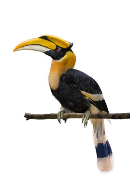The Great hornbill on branch on the white ground