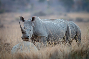 Fototapeta premium White rhino standing in the grass.