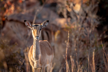 Young female Impala starring at the camera.