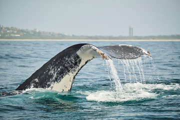 Whale head lunging and feeding with talk and peck fins up teaching calf how to feed and mouth open