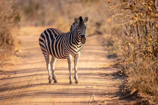Zebra standing in the middle of a bush road.