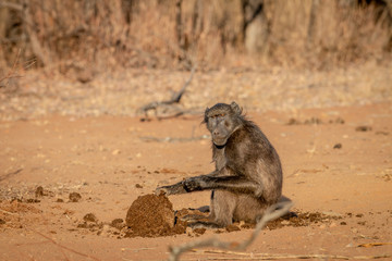 Chacma baboon and sitting and eating.