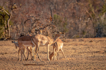 Naklejka na ściany i meble Herd of Impalas standing in the grass.