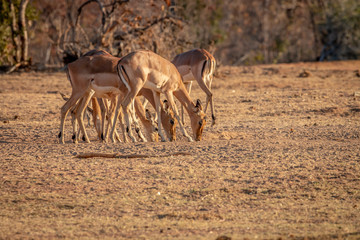 Herd of Impalas standing in the grass.