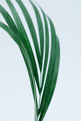 Close up of a green, tropical palm leaf isolated on white background.