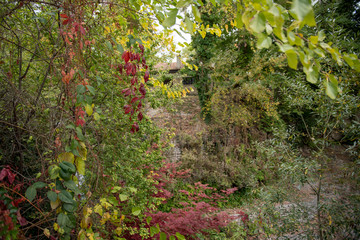 Fototapeta premium autumn leaves in the forest