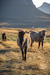 ICELAND Horses photography