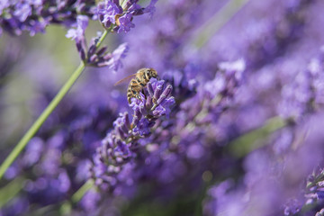 Bee on a flower