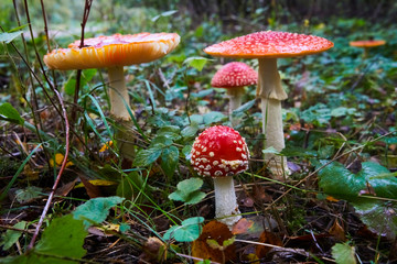 Beautiful poisonous fly agaric in the forest. Close-up.