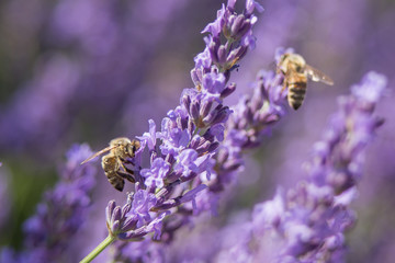 Bee on a flower