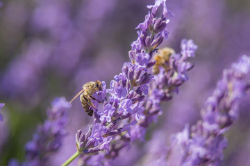 Bee on a flower