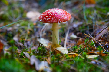 Beautiful poisonous fly agaric in the forest. Close-up.