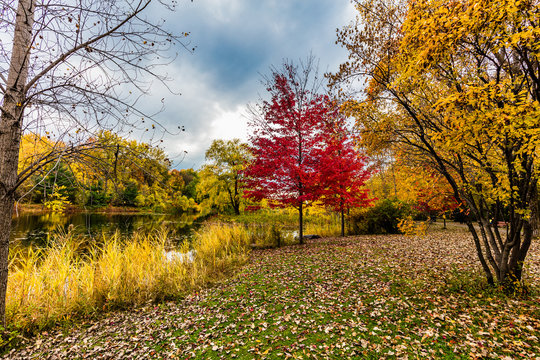 Angrignon parc in full fall colors, Quebec, Canada.