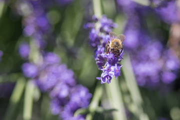 Bee on a flower