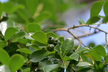 Young fruits of Strawberry Guava, Psidium littorale, on the branch