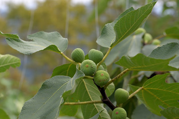 Fototapeta premium Young fruits of fig, on the branch