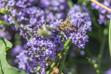 Bee on a flower
