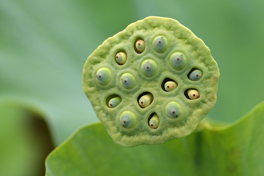 Lotus seed pod and Green Lotus fruit