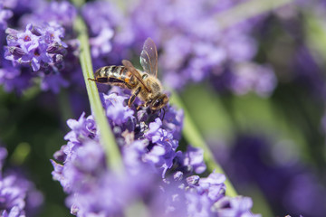 Bee on a flower