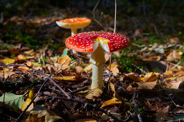 Beautiful poisonous fly agaric in the forest. Close-up.