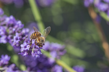 Bee on a flower