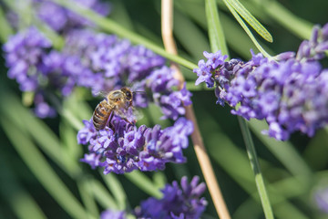 Bee on a flower