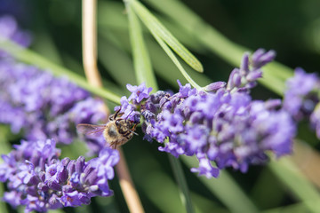Bee on a flower