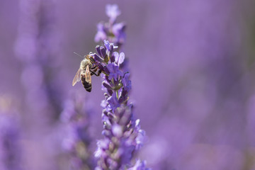 Bee on a flower