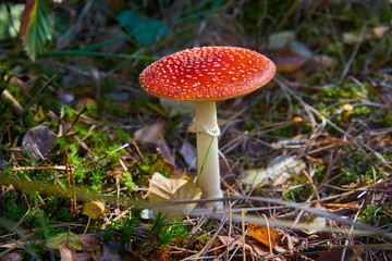 Beautiful poisonous fly agaric in the forest. Close-up.