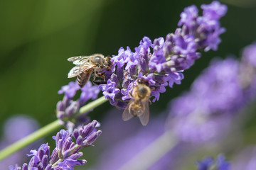 Bee on a flower