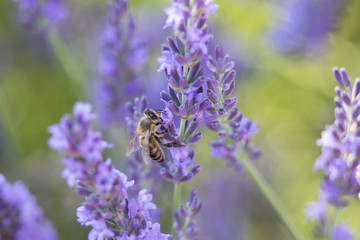 Bee on a flower