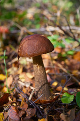 Good Edible Mushroom, Bay Bolete, close-up.