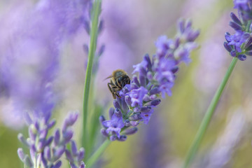 Bee on a flower
