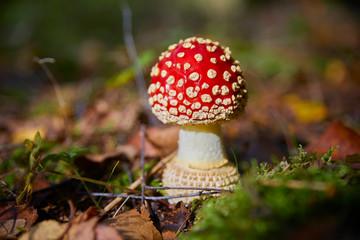 Beautiful little poisonous fly agarics in the forest. Close-up.