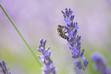 Bee on a flower