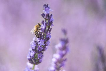 Bee on a flower