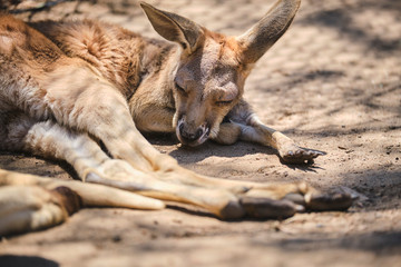 Kangaroo Joey and Mum in captivity in the Gold Coast, Australia