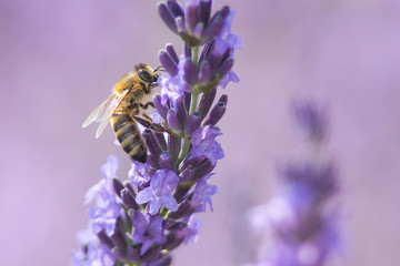 Bee on a flower