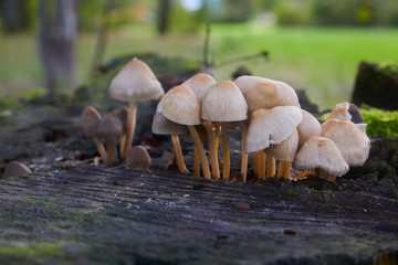 Beautiful little poisonous fly agarics in the forest. Close-up.