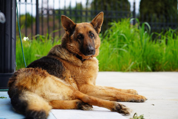 Worried german shepherd dog