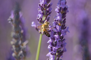 Bee on a flower