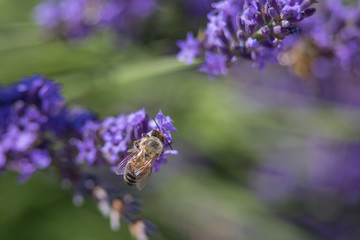 Bee on a flower