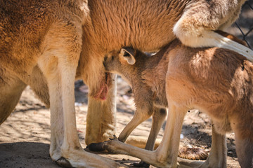 Kangaroo Joey and Mum in captivity in the Gold Coast, Australia