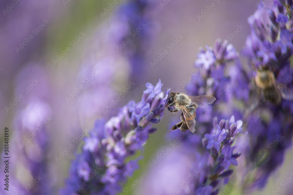 Wall mural bee on a flower