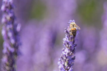 Bee on a flower