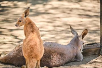 Kangaroo Joey and Mum in captivity in the Gold Coast, Australia