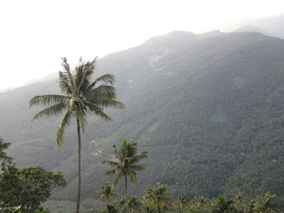 Fototapeta na wymiar Royal Palm Trees Overlooking Hill