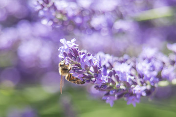Bee on a flower