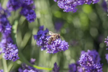 Bee on a flower